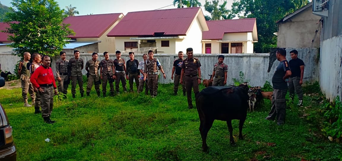 Dilepas di Jalur Hijau  dan Fasum Satpol PP Pessel Tangkap 