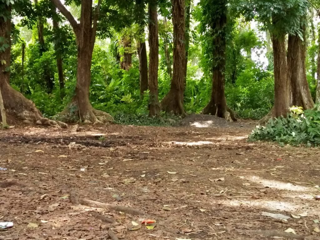 Berada di Pusat Kota, Hutan Lindung Konak Kepahiang Mirip