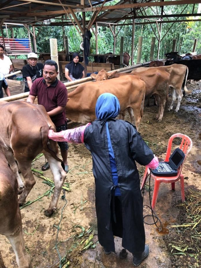 Pemprov Sumbar Bantah Soal Dugaan Pengadaan Sapi Tak Sesuai Spesifikasi