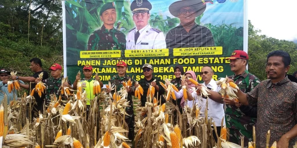 Berhasil Panen Jagung Di Lahan Bekas Tambang, Dandim 0310/SSD Apresiasi ...